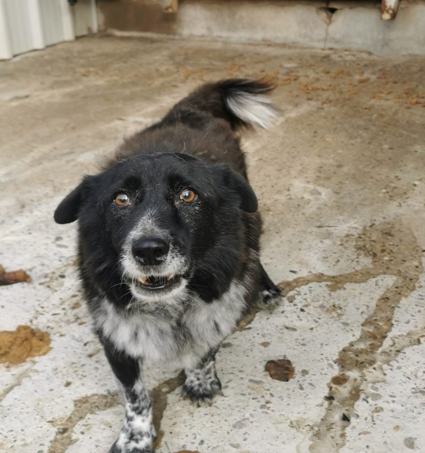 Oreo