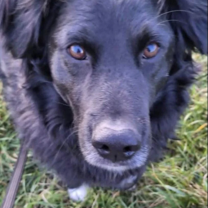 Tobi